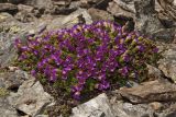 Saxifraga asiatica