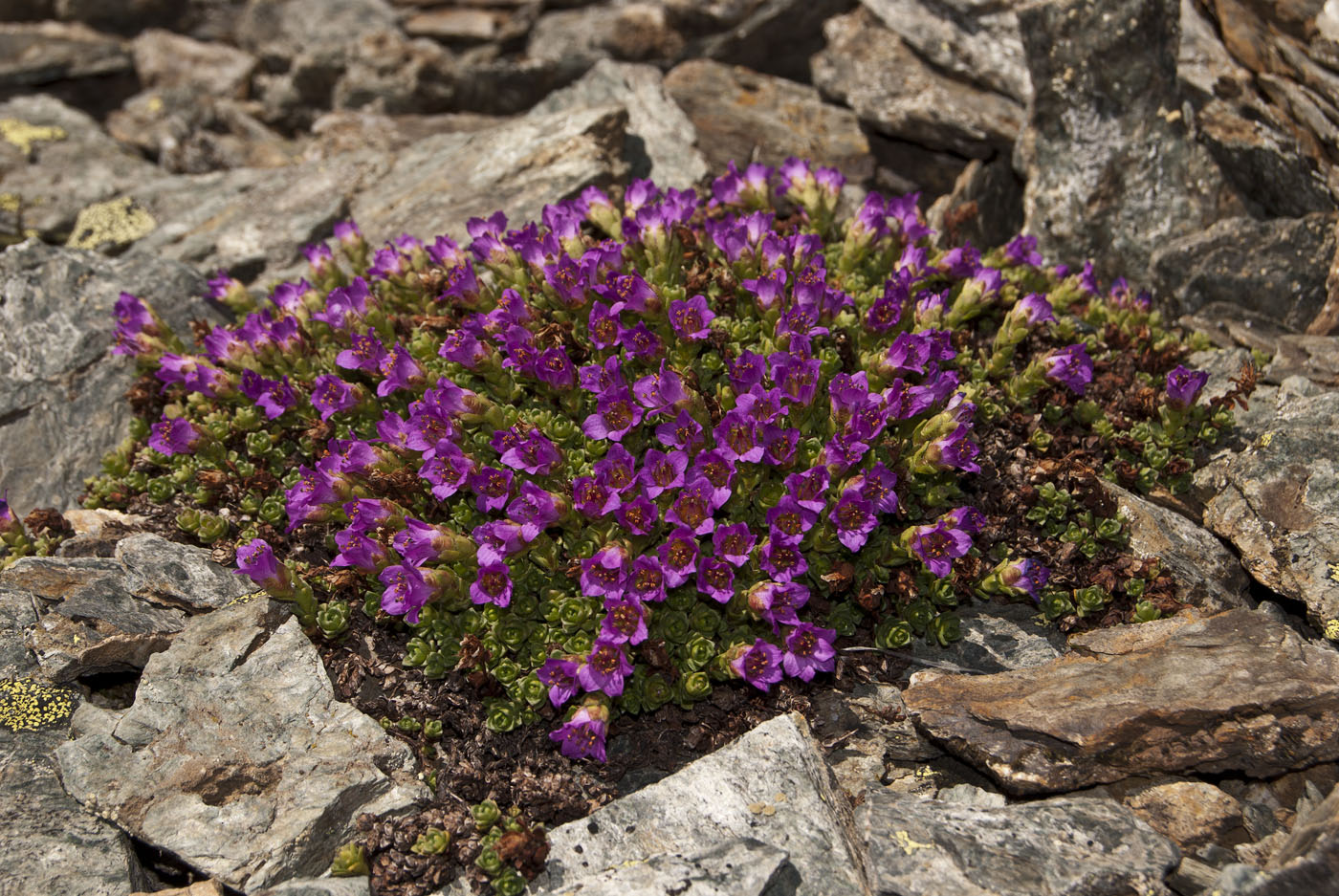 Image of Saxifraga asiatica specimen.