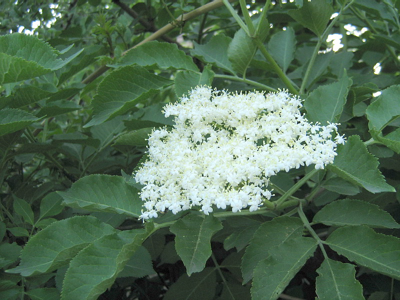 Image of Sambucus nigra specimen.