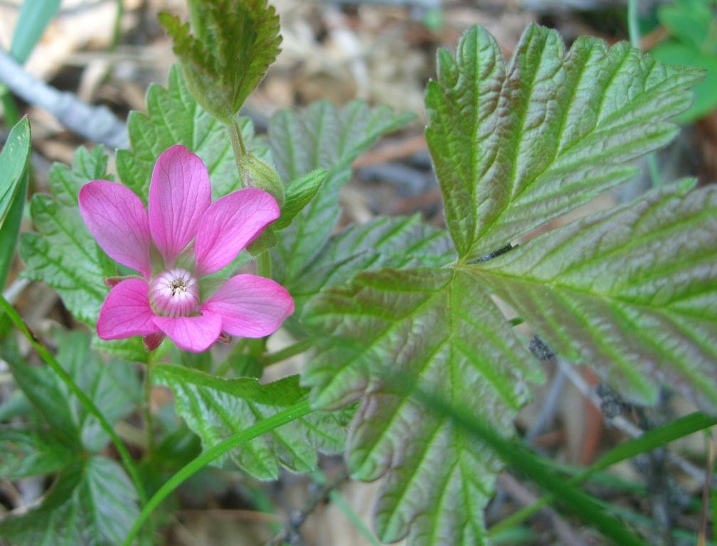 Изображение особи Rubus arcticus.