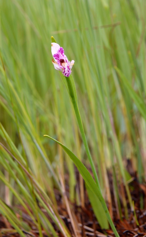 Image of Pogonia japonica specimen.