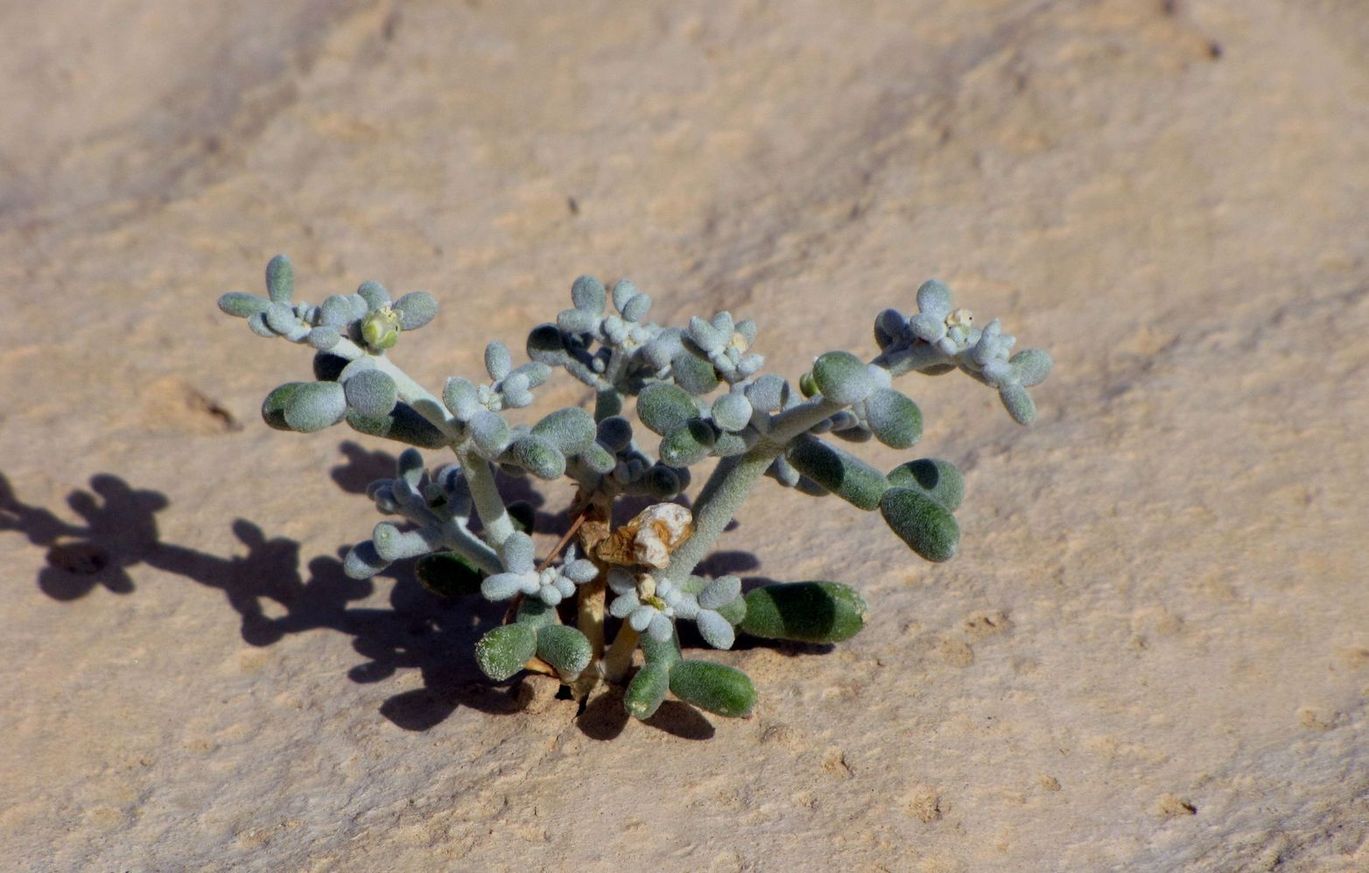 Изображение особи Tetraena alba.