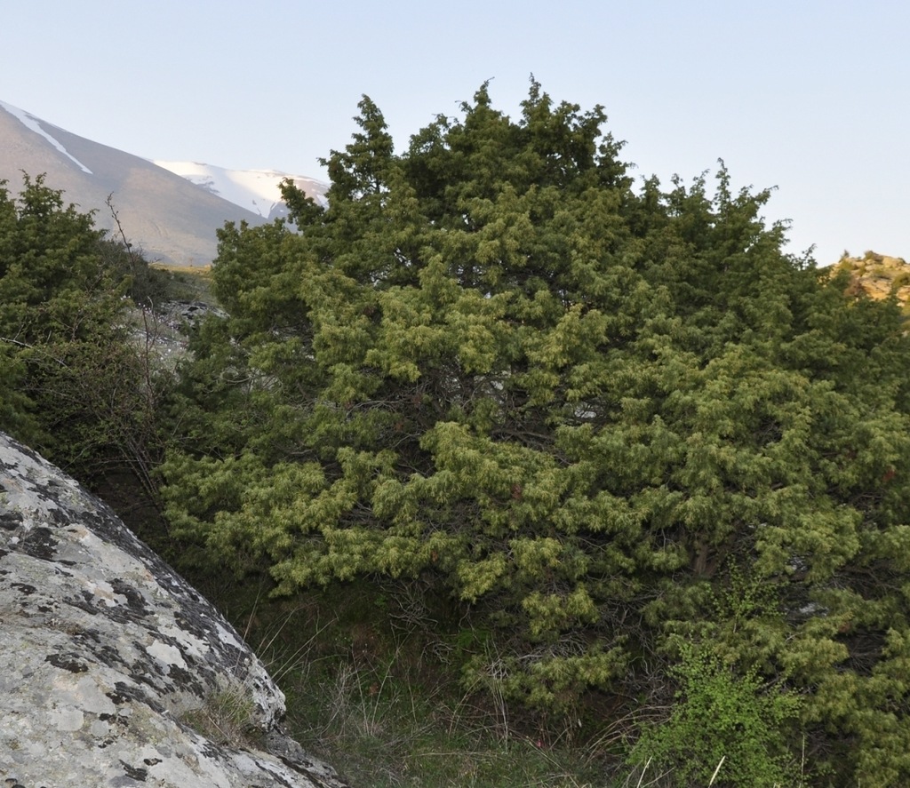 Image of Juniperus deltoides specimen.