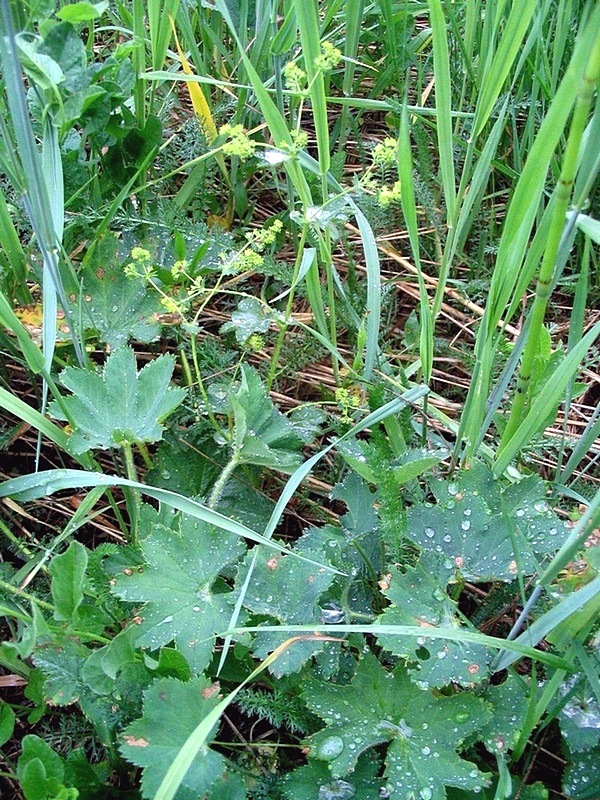 Image of genus Alchemilla specimen.
