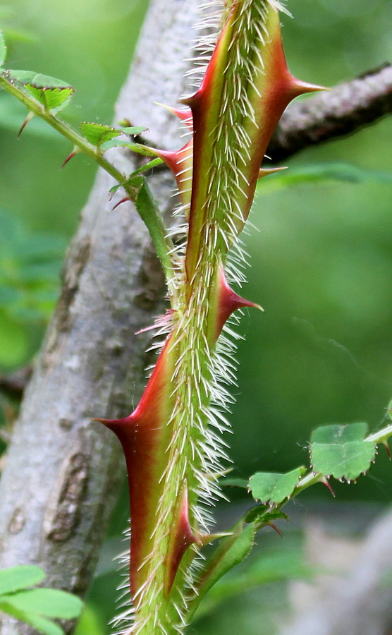 Изображение особи Rosa omeiensis f. pteracantha.