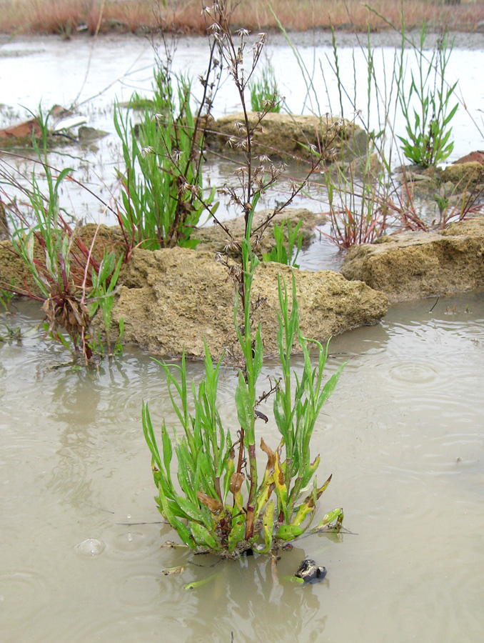 Image of Symphyotrichum subulatum var. squamatum specimen.