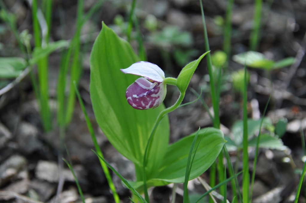 Изображение особи Cypripedium guttatum.