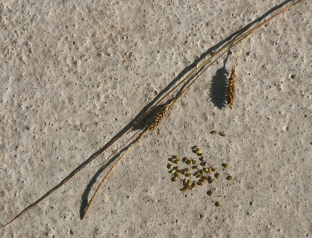 Изображение особи Carex buchananii.