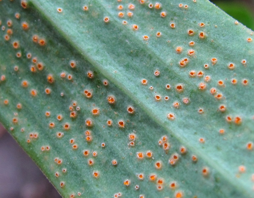 Изображение особи Scorzonera glabra.