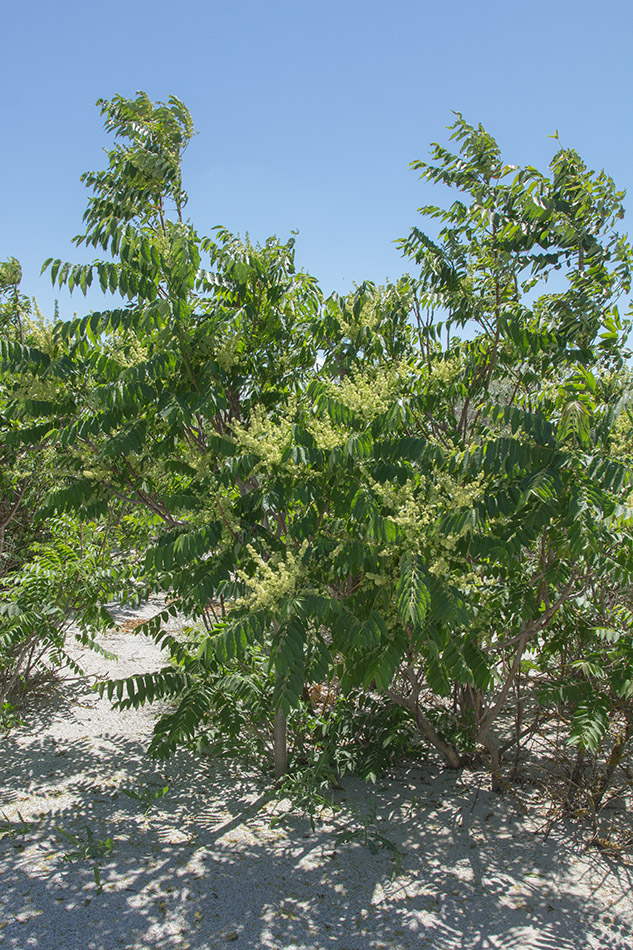 Изображение особи Ailanthus altissima.