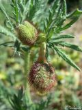 Papaver hybridum