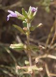 Ziziphora acinos
