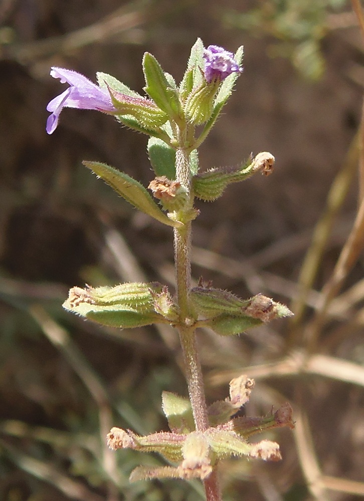 Изображение особи Ziziphora acinos.