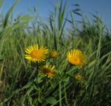 Inula britannica