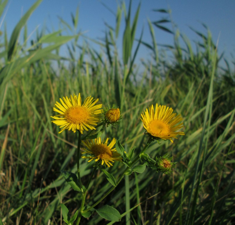 Изображение особи Inula britannica.