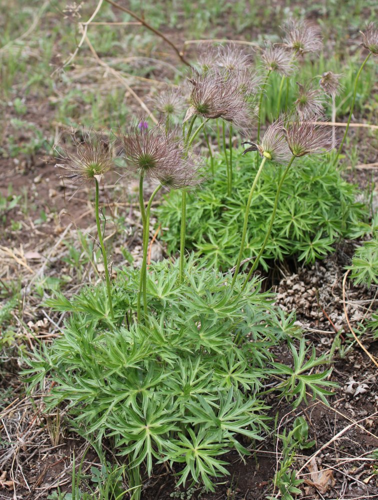 Изображение особи Pulsatilla multifida.