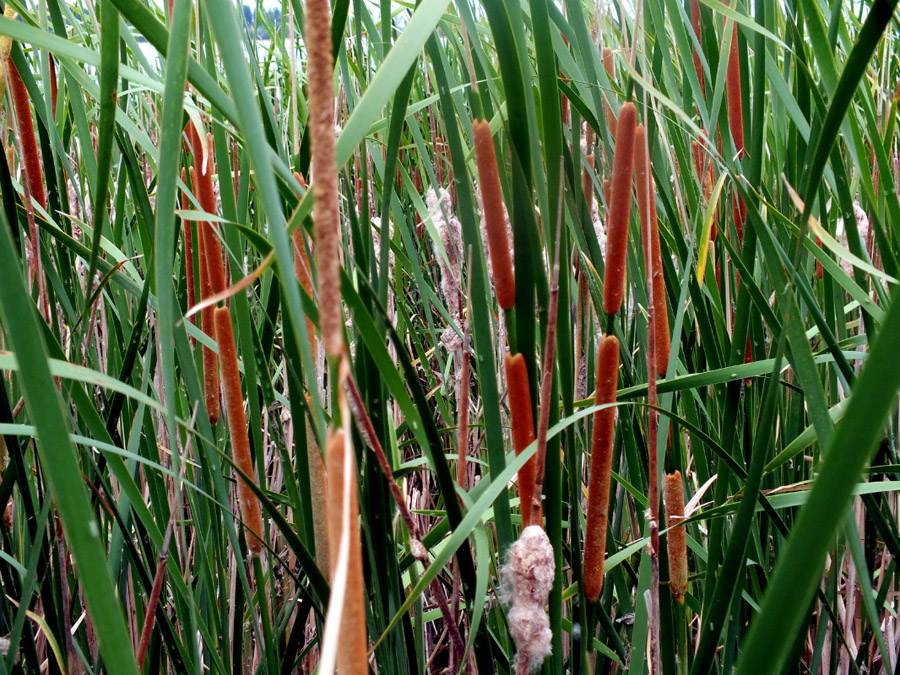 Image of genus Typha specimen.