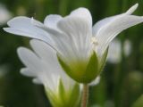 Cerastium arvense