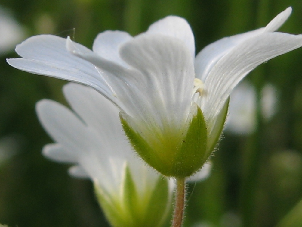 Image of Cerastium arvense specimen.