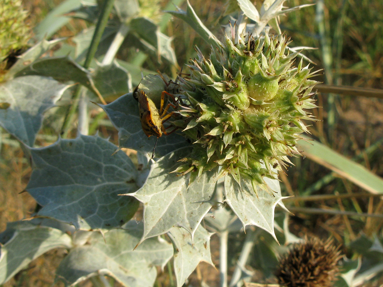 Image of Eryngium maritimum specimen.