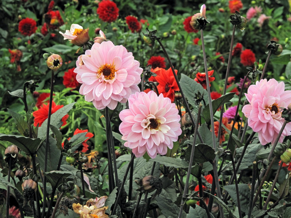 Image of Dahlia × cultorum specimen.