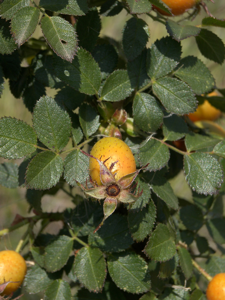 Изображение особи Rosa gallica.
