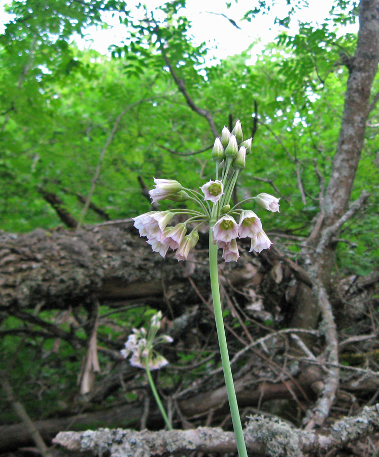 Изображение особи Nectaroscordum bulgaricum.