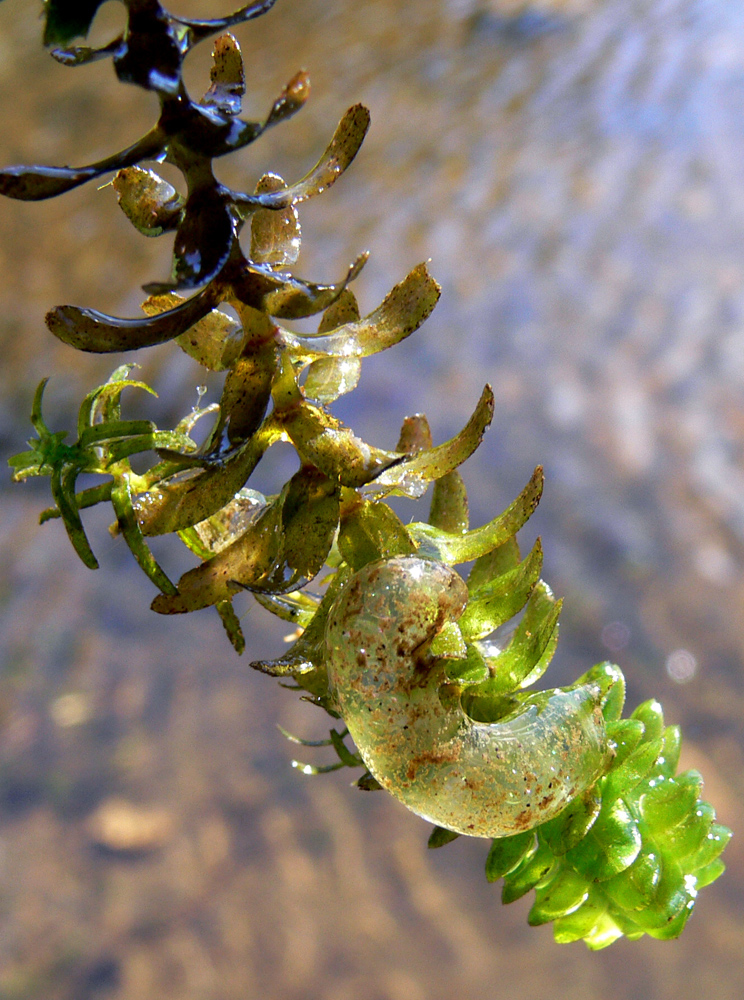 Изображение особи Elodea canadensis.