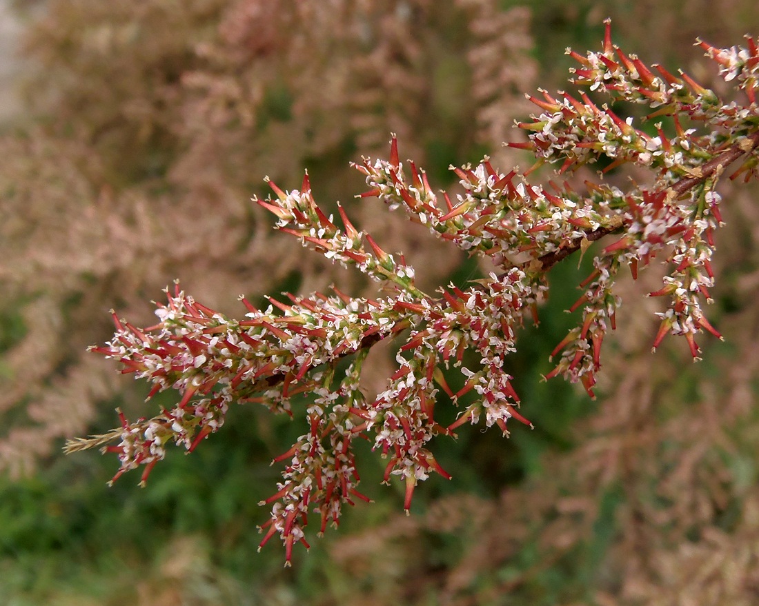 Image of genus Tamarix specimen.