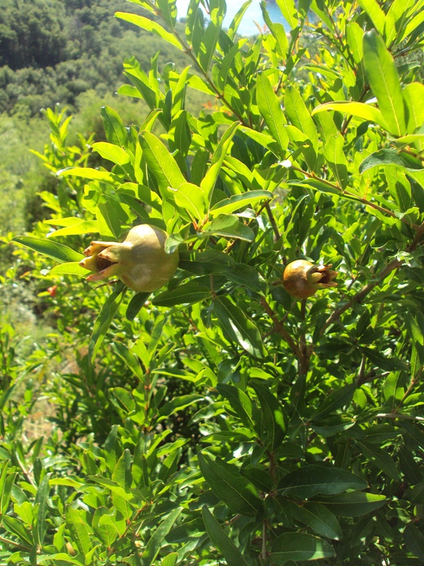 Image of Punica granatum specimen.