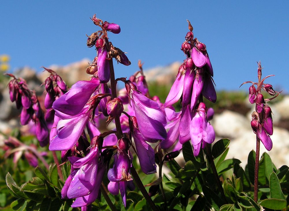 Изображение особи Hedysarum branthii.