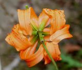 Lilium henryi. Цветок (вид со стороны цветоножки). Германия, г. Дюссельдорф, Ботанический сад университета. 14.08.2013.