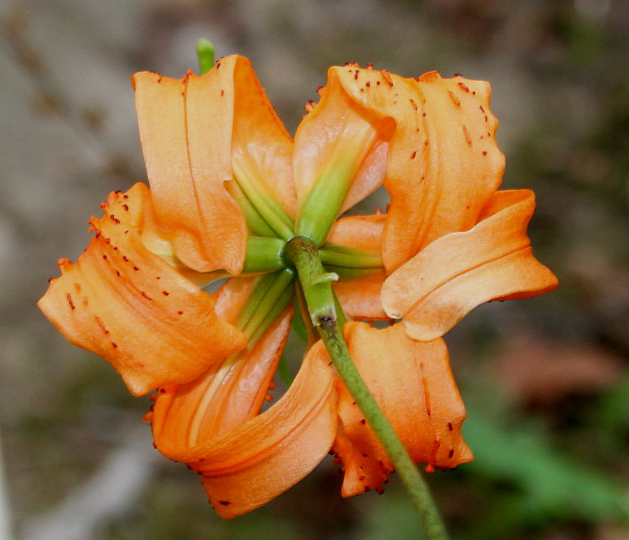 Image of Lilium henryi specimen.