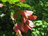 Acer tataricum