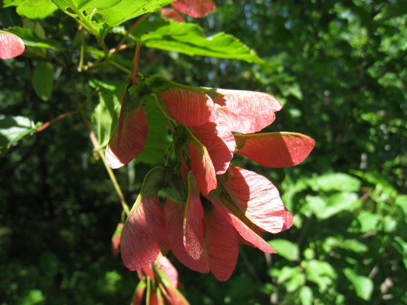 Изображение особи Acer tataricum.
