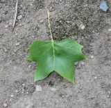 Liriodendron tulipifera