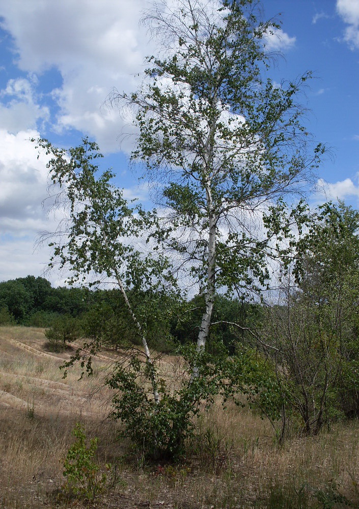 Изображение особи Betula borysthenica.