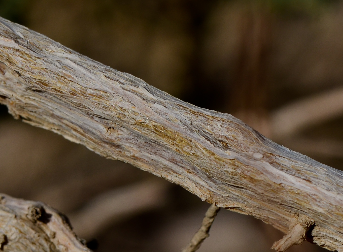 Image of Salsola tetrandra specimen.