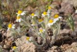 Eriophyllum lanosum