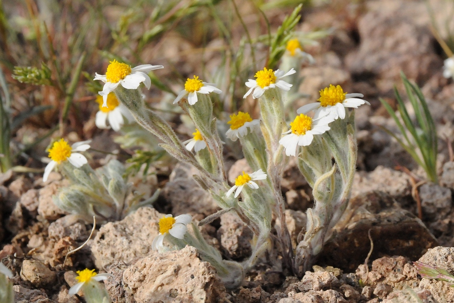 Изображение особи Eriophyllum lanosum.