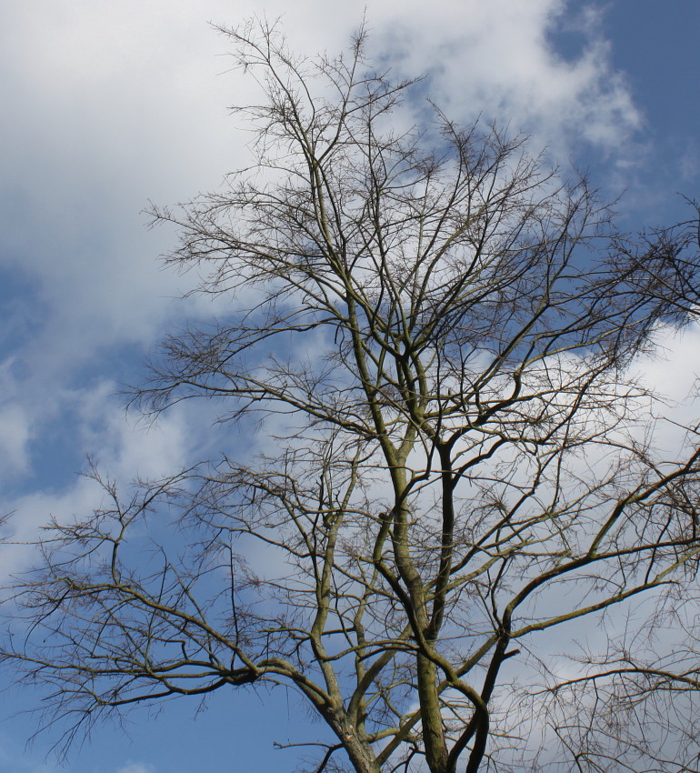 Image of Nothofagus obliqua specimen.