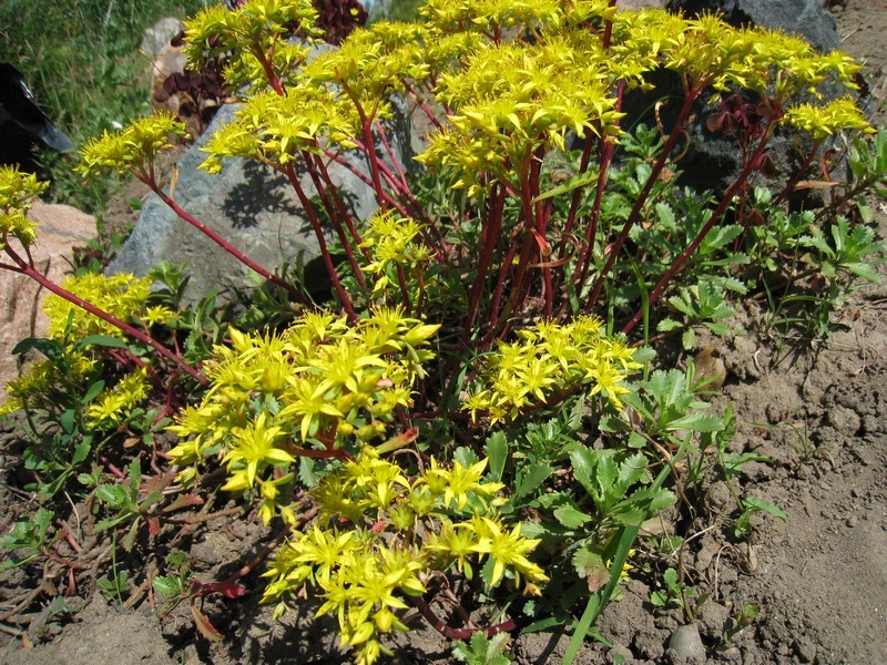 Image of Aizopsis hybrida specimen.