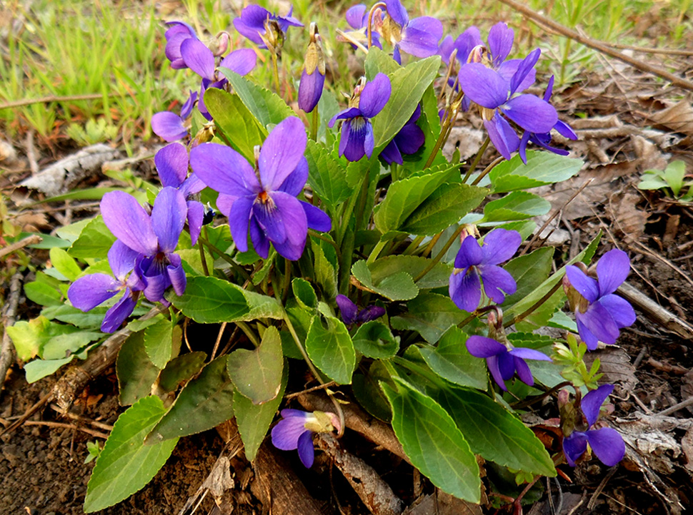 Изображение особи Viola ambigua.