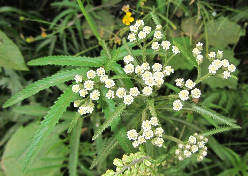 Image of Achillea alpina specimen.