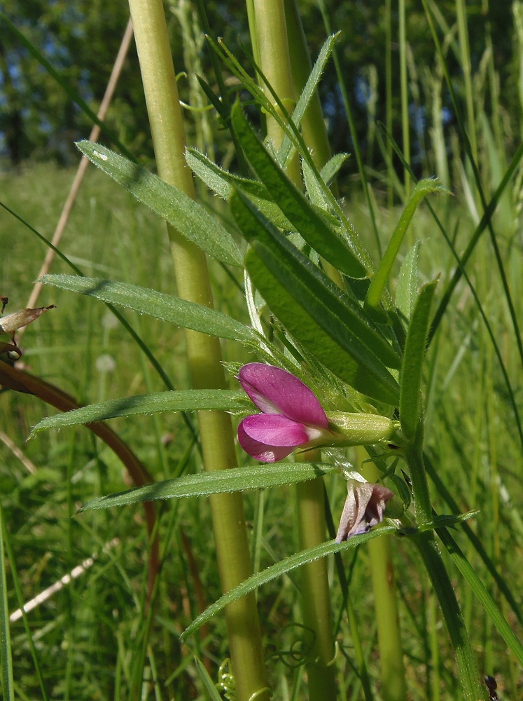 Image of Vicia angustifolia specimen.