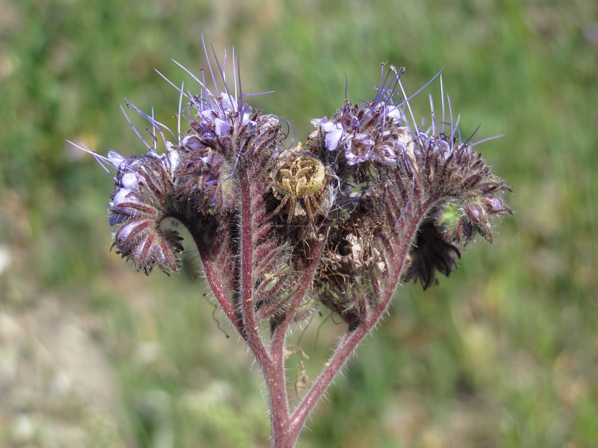 Image of Phacelia tanacetifolia specimen.