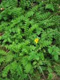 Aposeris foetida. Цветущие растения на поляне в хвойном лесу. Украина, Закарпатская обл., Раховский р-н, хребет Черногора, между вершинами Петрос и Говерла. Июль 2007 г.