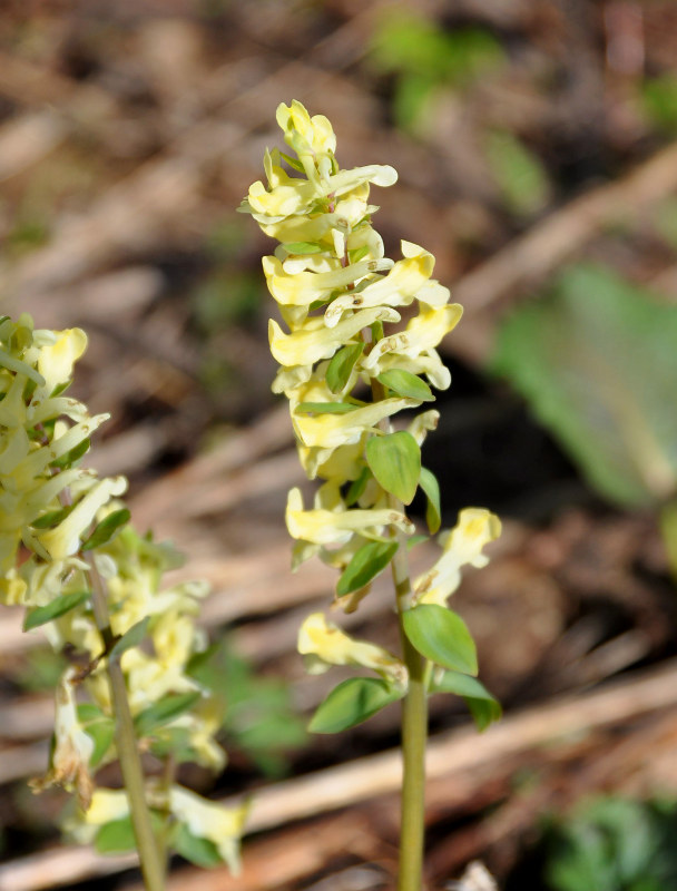 Изображение особи Corydalis marschalliana.