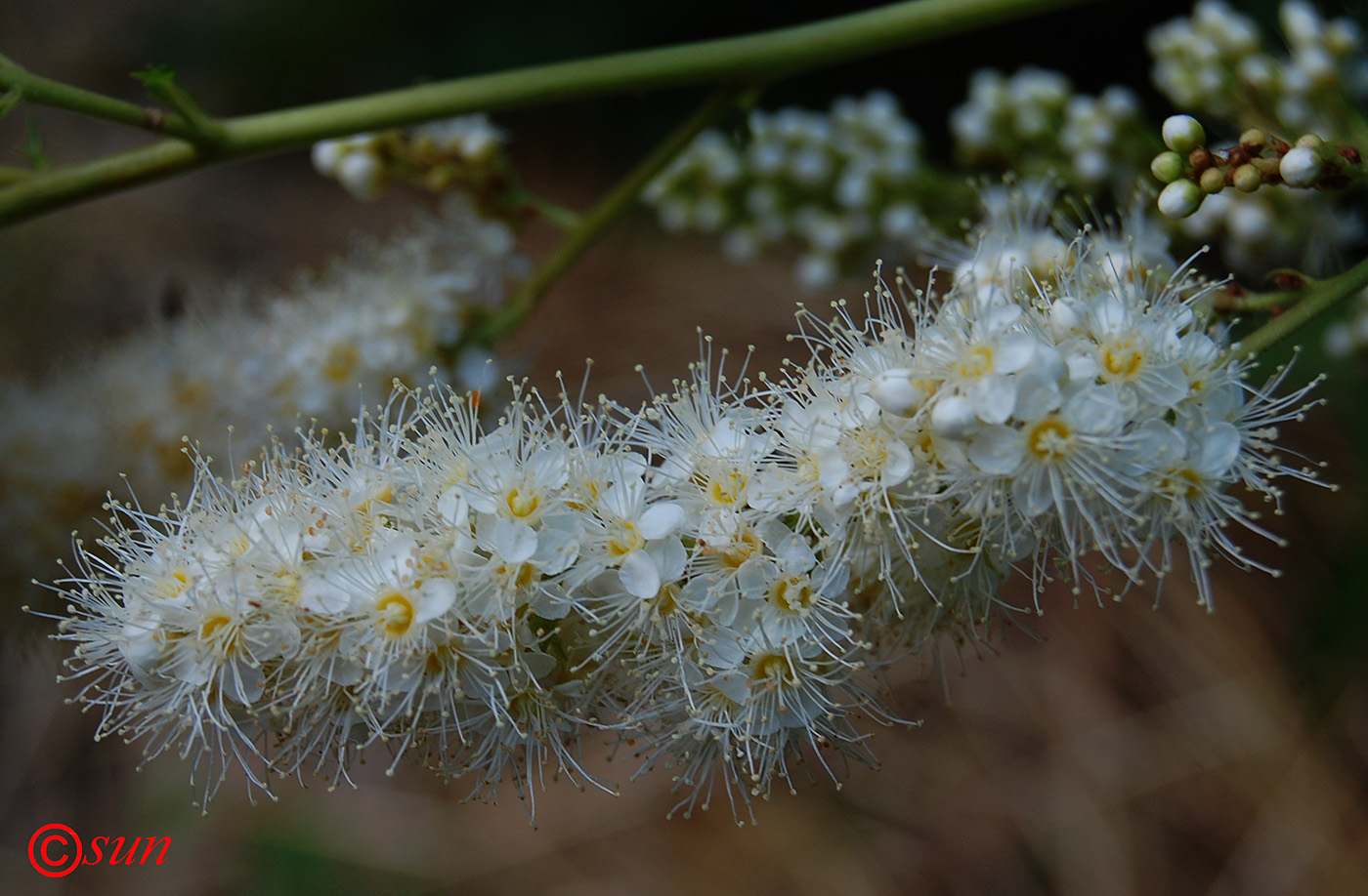 Image of Sorbaria sorbifolia specimen.