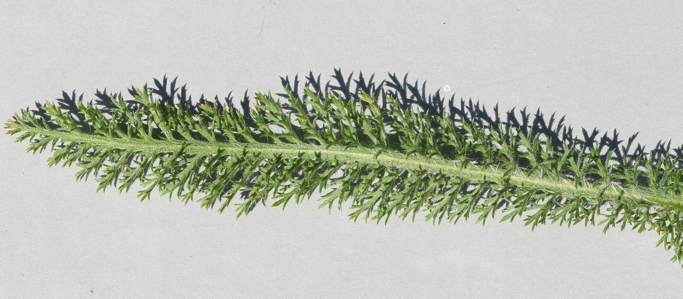 Image of Achillea setacea specimen.